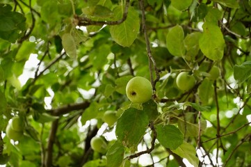 Green apples in the garden. apples on the tree. apple orchard.
