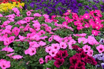 floral background with very many flowers including surfinias and petunias and flowered primroses of various vibrant colors