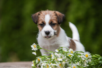 Jack Russell terrier puppy in summer flowers