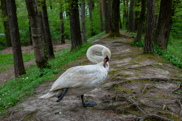 A swan walks in a green forest. A sunny day and clouds create a mysterious atmosphere and mood.