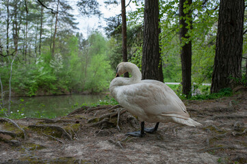 A swan walks in a green forest. A sunny day and clouds create a mysterious atmosphere and mood.