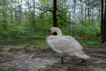 A swan walks in a green forest. A sunny day and clouds create a mysterious atmosphere and mood.