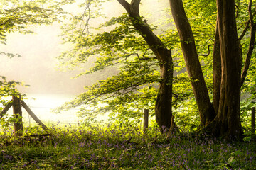 Beautiful peaceful Spring sunrise landscape in bluebell forest with sun beams and hazy distance