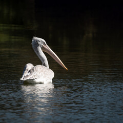 Environmental Portrait of Curly Headed Dalmatian Pelican Pelecanus Crispus on water