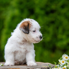 Jack Russell terrier puppy in summer flowers