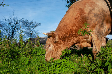 A light brown bull with horns in a free field. Fields of lush grass supplement the animals' diet...