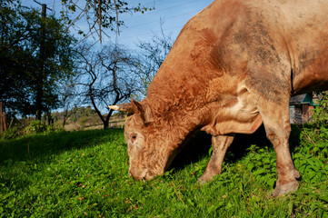 A light brown bull with horns in a free field. Fields of lush grass supplement the animals' diet...