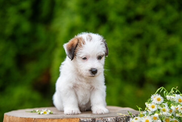 Jack Russell terrier puppy in summer flowers