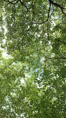 Fototapeta premium Blooming Tree Canopy Abundance of White Flowers in Springtime, Nature s Beautiful Display