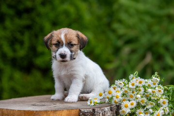 Jack Russell terrier puppy in summer flowers