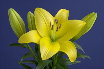 Naklejka premium Yellow lily against deep azure, echoing whispers of spring equinox and Japanese Hanami, vibrant floral elegance unveiled