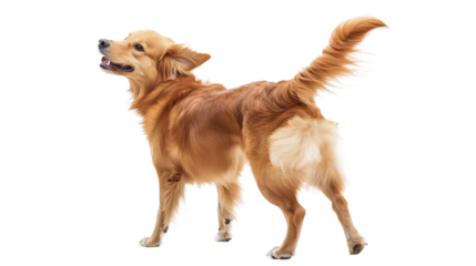 Cheerful Puppy Stand