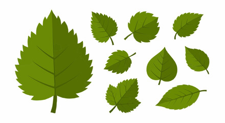 Seasonal Green Leaves in Various Shapes &ndash; Botanical Vector Illustration for Nature and Eco Design