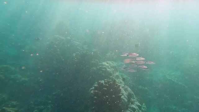 Shoal of Bigfin reef squid swimming over coral reef environment with shimmering sunlight in Amed on tropical island of Bali Indonesia