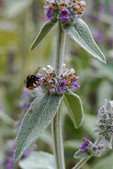 Honey bee collecting Pollen from flowers with Pollen on the leg