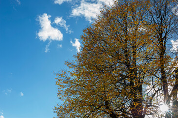 Trees against the sun, contours. Clear day.