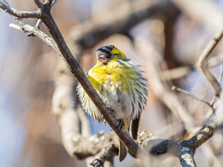 Eurasian siskin male, latin name spinus spinus, sitting on branch of tree. Cute little yellow songbird.