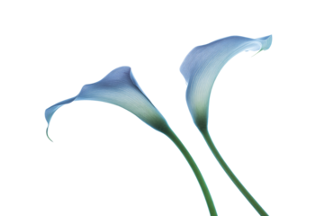 two blue flowers are in a vase on a table