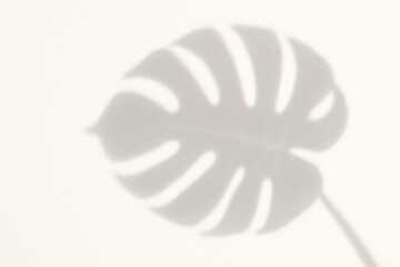 Monstera Leaf Shadow Overlay on Light Background - Minimalist Nature Aesthetic