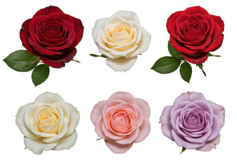 Obraz premium Eight photorealistic red, pink, white, and lavender roses with green leaves, arranged in two rows on a transparent studio background with diffused lighting, high-angle macro shot, concept of