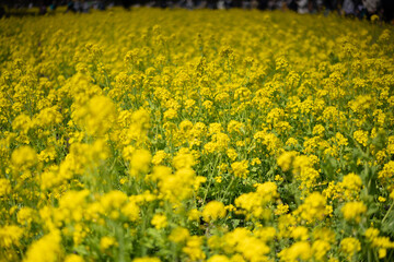 Obraz premium 一面の菜の花畑