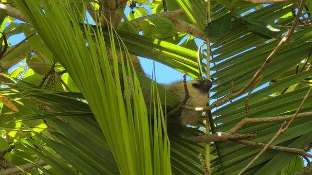 Cloth Sleeping on Tree. Lazy Animal in Natural Habitat
