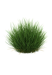 Lush, vibrant emerald green grass clump with subtle dry ochre blades, detailed textures in sharp macro focus, shot from 3/4 view on a sterile transparent seamless studio background with shadowless