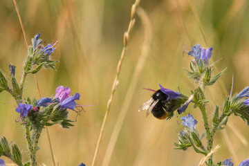 Hummel in Blüte