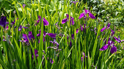 Purple iris. Common pond plant.