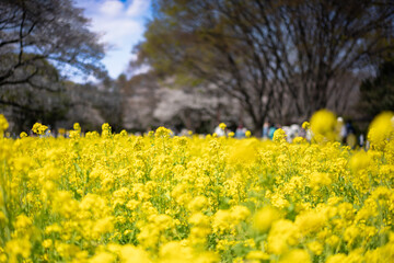 春の訪れ、菜の花の絨毯