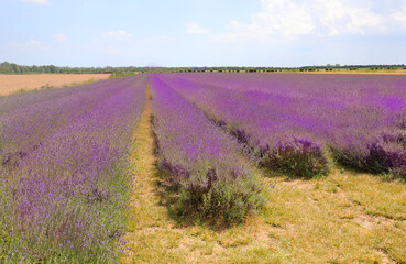 vast flower field with many purple lavender flowers in the wide plain