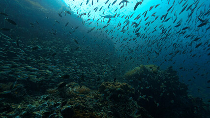 Underwater photo of school of fish at a coral reef. From a scuba dive in Chumphon Marine park in Thailand.