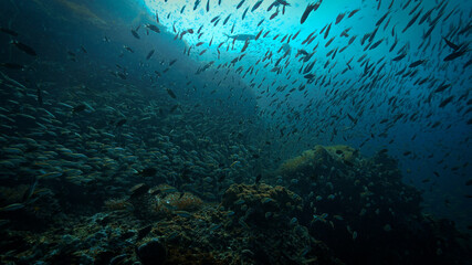 Underwater photo of school of fish at a coral reef. From a scuba dive in Chumphon Marine park in Thailand.