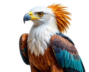 Stylized Artistic Illustration of the Philippine Eagle Head with Textured Feathers, PNG on White Background