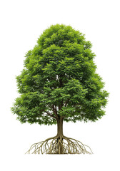 Majestic mature green tree with dense, vibrant foliage and intricate exposed root system, isolated on transparent studio backdrop with high-key lighting, no shadows, precise 3/4 view. Concept of