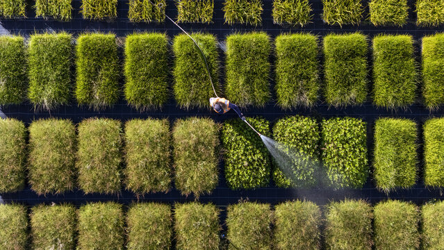 Aerial view of a nursery worker watering rows of native plants, creating a vibrant mosaic of greens and yellows against the dark asphalt, Nelson, Nelson Region, New Zealand.