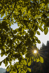 green leaves and sun star in tree