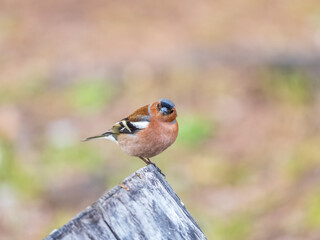 Common chaffinch, Fringilla coelebs, sits on a tree. Common chaffinch in wildlife.