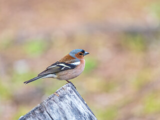 Common chaffinch, Fringilla coelebs, sits on a tree. Common chaffinch in wildlife.