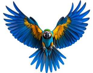 Untitled design - Colorful Macaw in Mid-Flight with Wings Fully Spread, Front View, Isolated on Transparent Background