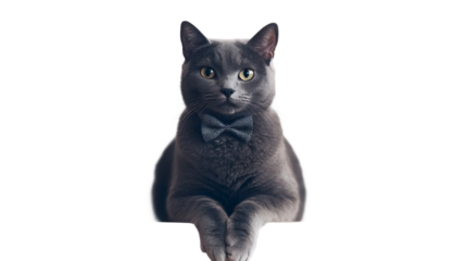 Dapper Gray Cat Pose