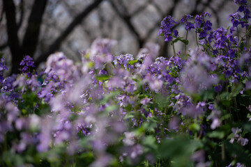 春告げる紫の花畑