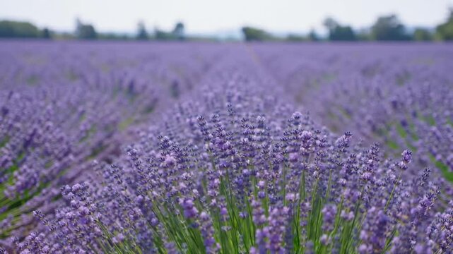 Close-up rows of blooming lavender flowers stretching across purple field. Nature concept