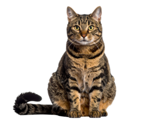 Untitled design - Tabby Cat Sitting with Back Turned, Looking Over Shoulder, Transparent PNG