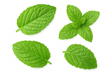 Fresh mint leaves displaying bright green hue, transparent backdrop enabling seamless graphic design incorporation