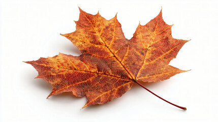 Autumn Leaf's Elegant Texture: A close-up image unveils the exquisite patterns of a single, dried maple leaf, showcasing the vibrant colors and intricate veins inherent in the autumn season.