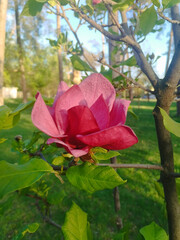 A single, vibrant fuchsia and red magnolia blossom with delicate petals, surrounded by lush green...