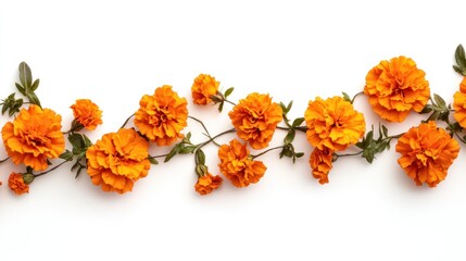 Horizontal arrangement of vibrant orange marigold flowers with stems and leaves on a white background.