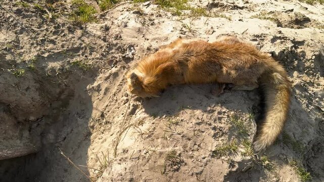 a dead adult furry fox lies near its hole. perhaps this is the peasants' revenge for the loss of their pets