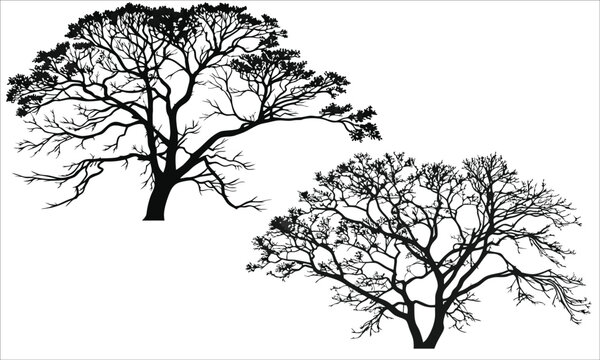 Black silhouette of bare trees bare branches white background